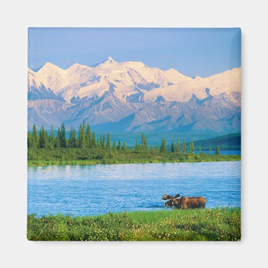 Bull moose in Wonder Lake Magnet (Vorne)