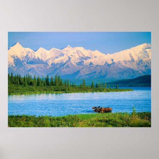Bull moose in Wonder Lake Poster (Vorne)