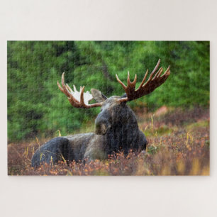 Bull Moose Jigsaw Puzzle