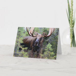 Bull Moose Karte