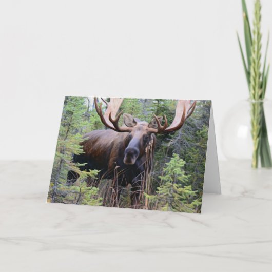 Bull Moose Karte (Vorderseite)