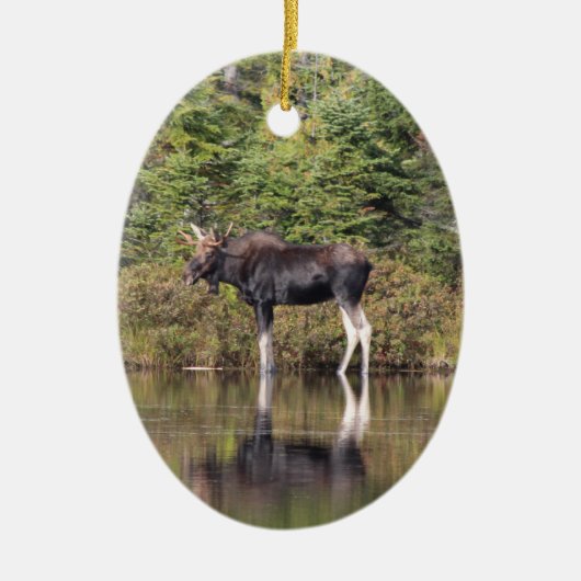 Bull Moose Keramikornament (Vorne)