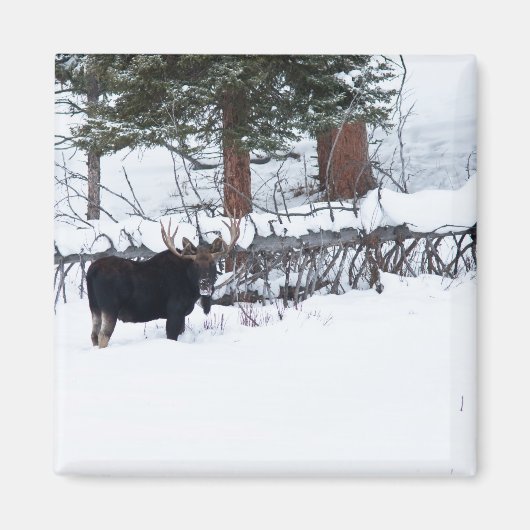 Bull Moose Magnet (Vorne)
