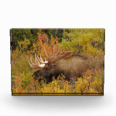 Bull Moose | Nationalpark Denali, Alaska Fotoblock (Vorderseite)