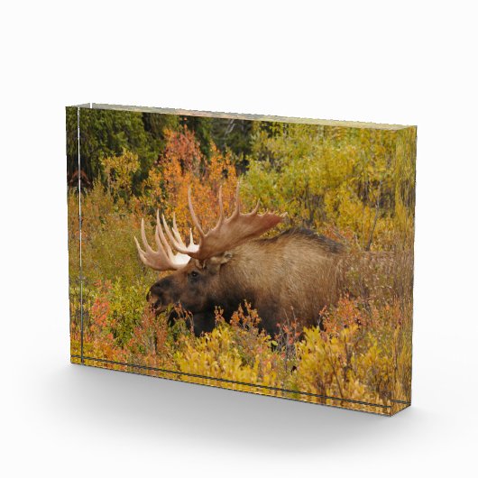 Bull Moose | Nationalpark Denali, Alaska Fotoblock (Rechts)