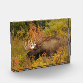 Bull Moose | Nationalpark Denali, Alaska Fotoblock (Links)