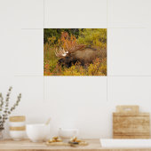 Bull Moose | Nationalpark Denali, Alaska Poster (Küche)
