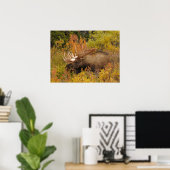 Bull Moose | Nationalpark Denali, Alaska Poster (Heimbüro)