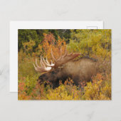 Bull Moose | Nationalpark Denali, Alaska Postkarte (Vorne/Hinten)