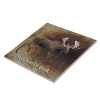 Bull Moose on Kariou Fur