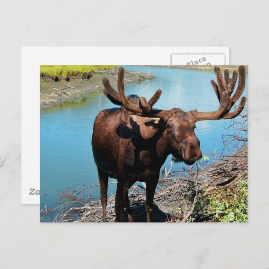 Bull Moose Postcard Postkarte (Vorne/Hinten)