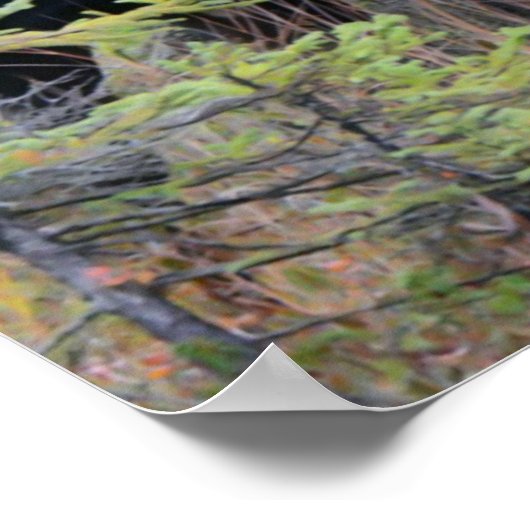 Bull Moose Poster (Ecke)