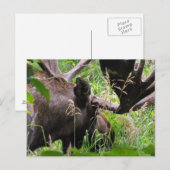 Bull Moose Postkarte (Vorne/Hinten)