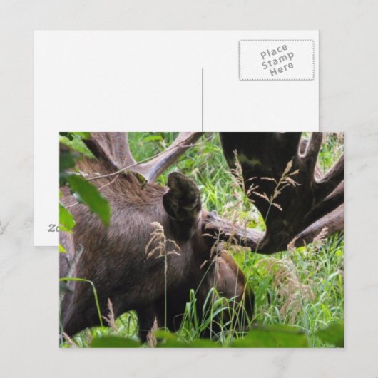 Bull Moose Postkarte (Vorne/Hinten)