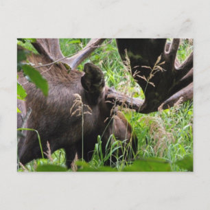 Bull Moose Postkarte