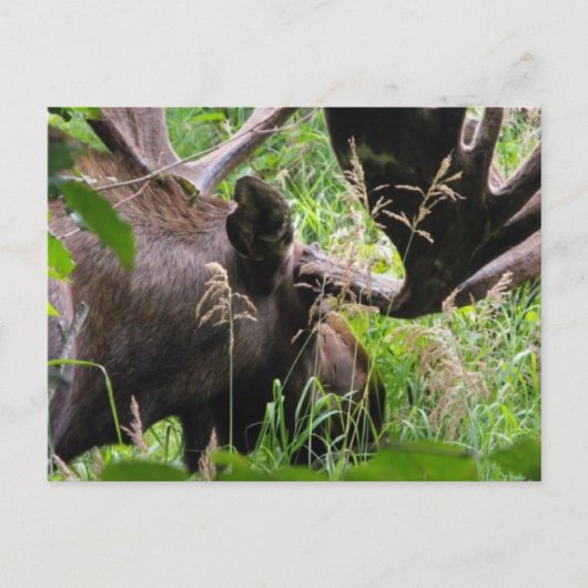 Bull Moose Postkarte (Vorderseite)