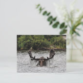 Bull Moose Postkarte (Stehend Vorderseite)