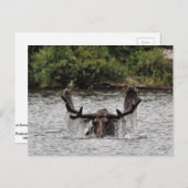 Bull Moose Postkarte (Vorne/Hinten)