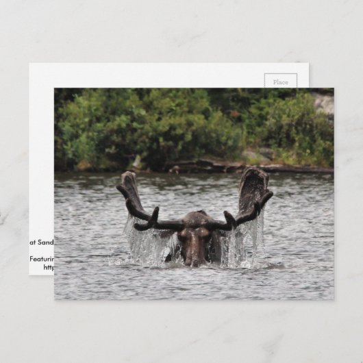 Bull Moose Postkarte (Vorne/Hinten)