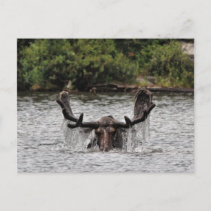 Bull Moose Postkarte