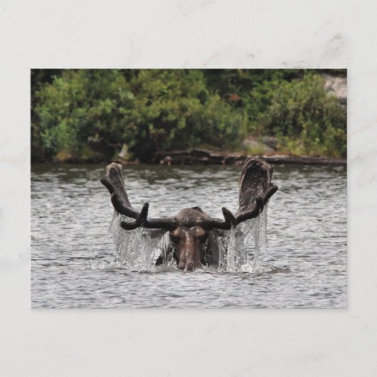Bull Moose Postkarte (Vorderseite)