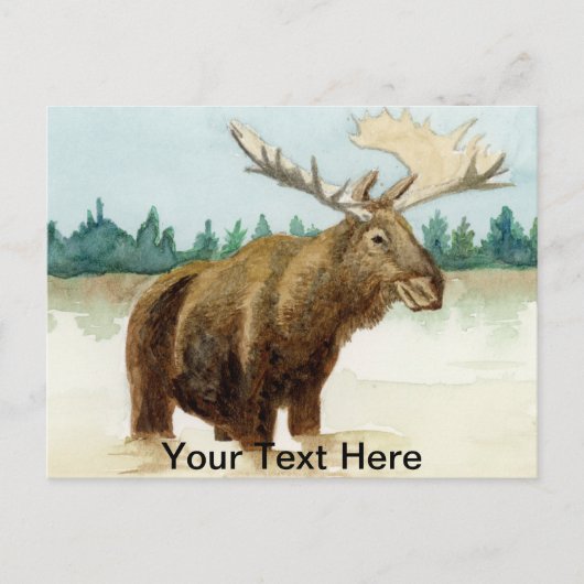 Bull Moose Postkarte (Vorderseite)