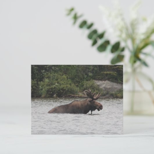 Bull Moose Postkarte (Stehend Vorderseite)