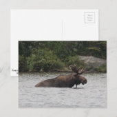 Bull Moose Postkarte (Vorne/Hinten)