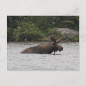 Bull Moose Postkarte (Vorderseite)