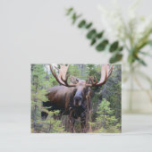 Bull Moose Postkarte (Stehend Vorderseite)
