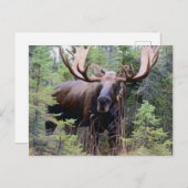 Bull Moose Postkarte (Vorne/Hinten)