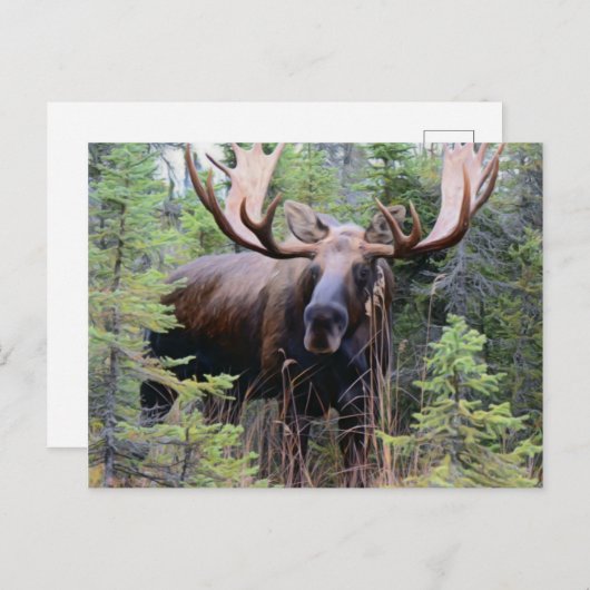 Bull Moose Postkarte (Vorne/Hinten)