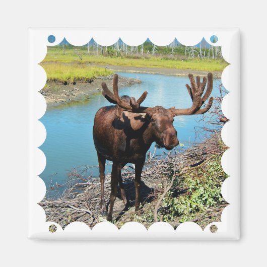 Bull Moose Square Magnet (Vorne)