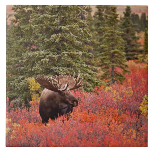 Bull Moose Stehend Fliese (Vorderseite)