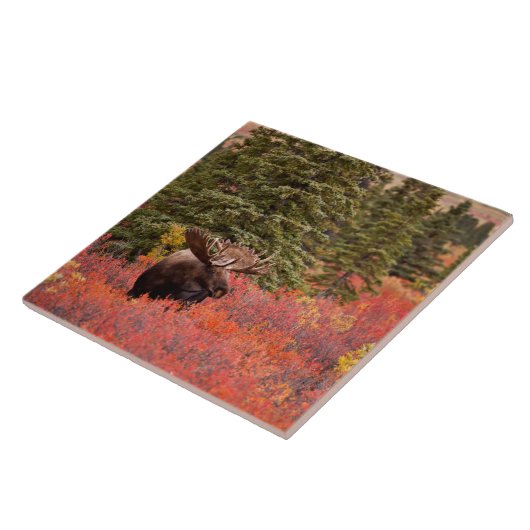 Bull Moose Stehend Fliese (Seite)