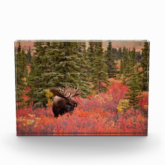 Bull Moose Stehend Fotoblock (Vorderseite)