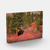 Bull Moose Stehend Fotoblock (Links)