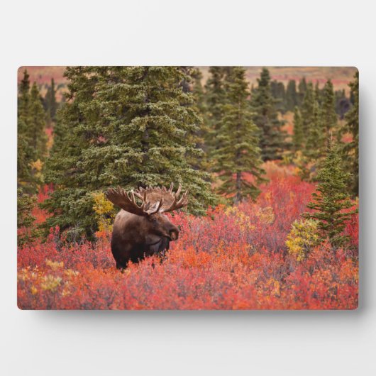 Bull Moose Stehend Fotoplatte (Vorderseite)