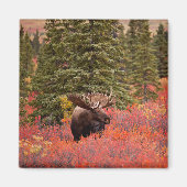 Bull Moose Stehend Magnet (Vorne)