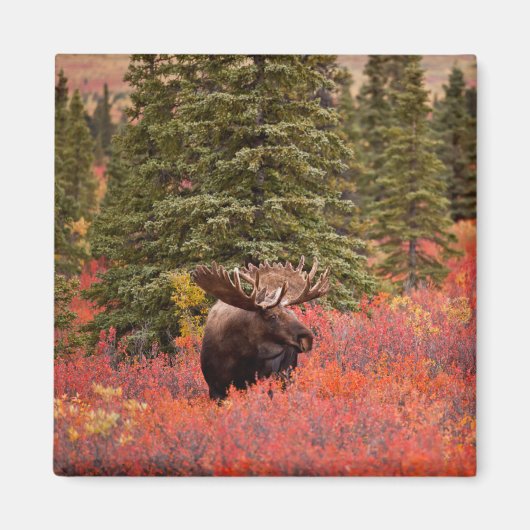 Bull Moose Stehend Magnet (Vorne)