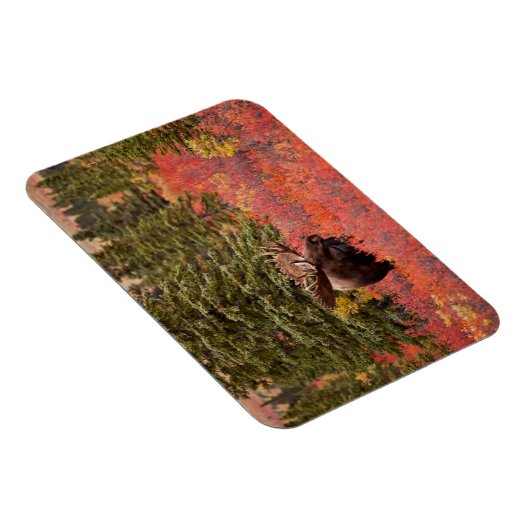 Bull Moose Stehend Magnet (Rechte Seite)