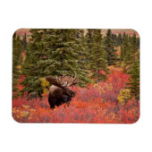Bull Moose Stehend Magnet (Horizontal)