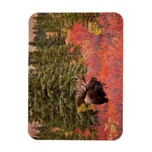 Bull Moose Stehend Magnet (Vertikal)