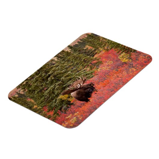 Bull Moose Stehend Magnet (Linke Seite)