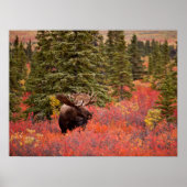 Bull Moose Stehend Poster (Vorne)