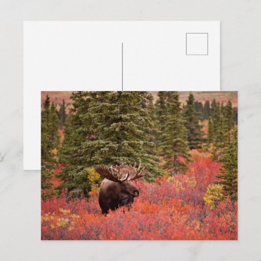 Bull Moose Stehend Postkarte (Vorne/Hinten)