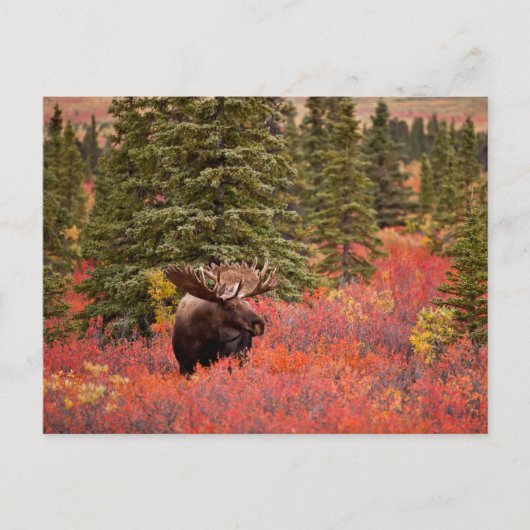Bull Moose Stehend Postkarte (Vorderseite)