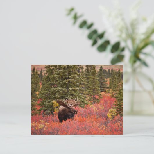 Bull Moose Stehend Postkarte (Stehend Vorderseite)