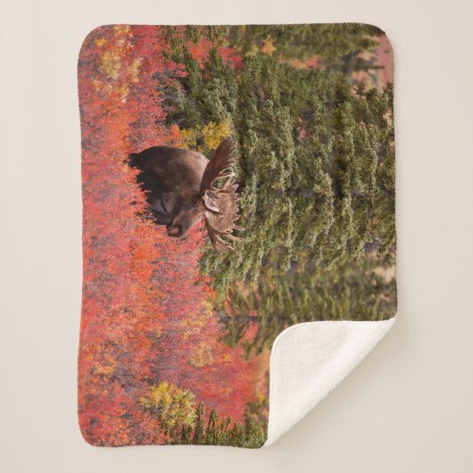 Bull Moose Stehend Sherpadecke (Vorderseite)