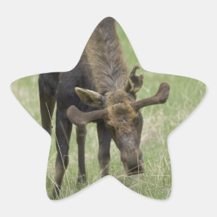 Bull Moose Stickers